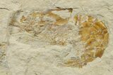 Two Cretaceous Fossil Shrimp - Lebanon #376619-1